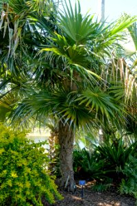 Coccothrinax crinita - Naples Botanical Garden - Naples, Florida - DSC00021 photo