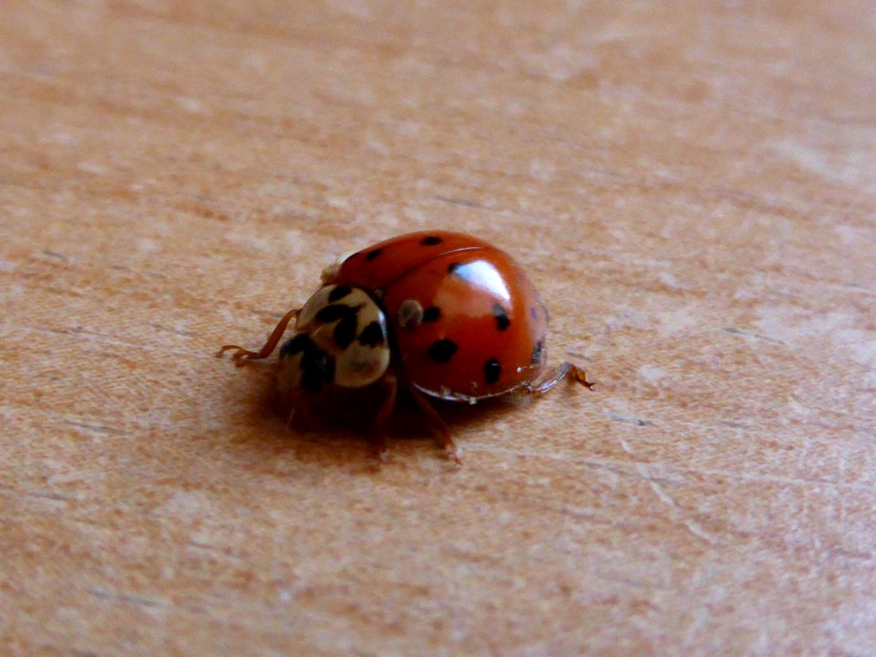 Coccinellidae-1 photo