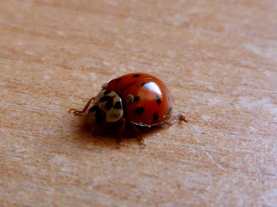 Coccinellidae-1