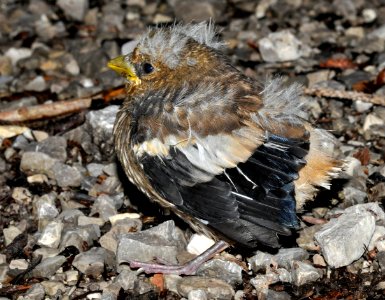Coccothraustes-coccothraustes-05-fws