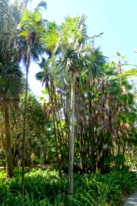 Coccothrinax barbadensis - Marie Selby Botanical Gardens - Sarasota, Florida - DSC01472