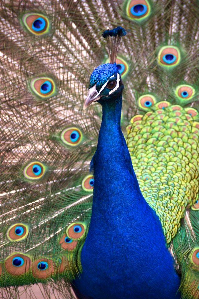 Blue iridescent wheel