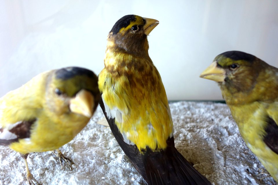 Coccothraustes vespertinus - Southern Vermont Natural History Museum - DSC08511