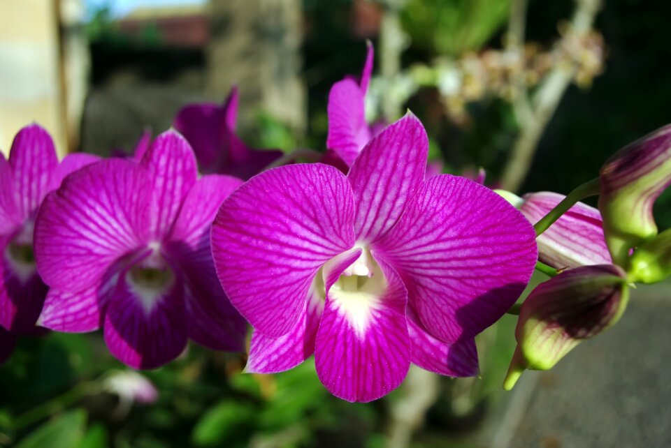 Violet exotic wild orchid