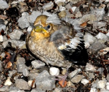 Coccothraustes-coccothraustes-02-fws