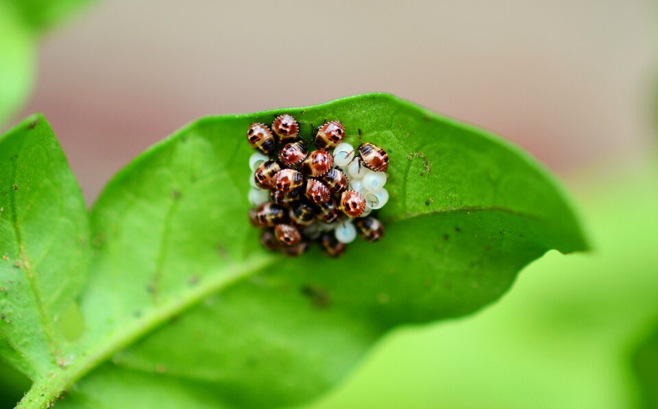 Insect insect eggs hatch