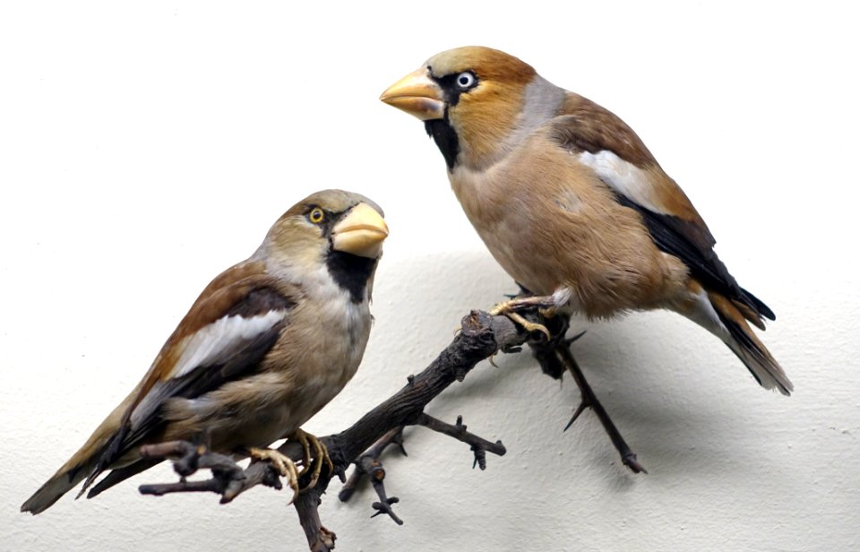 Coccothraustes coccothraustes - Museum fur Naturkunde, Berlin - DSC00182