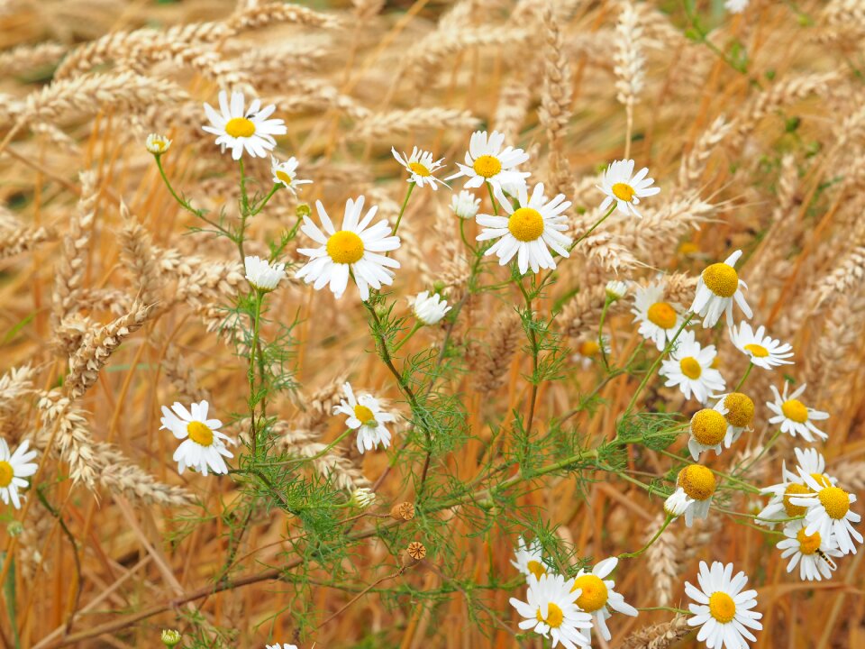 Cereals field cornfield