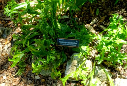 Cochlidium punctatum (Polypodium punctatum) - Marie Selby Botanical Gardens - Sarasota, Florida - DSC01894