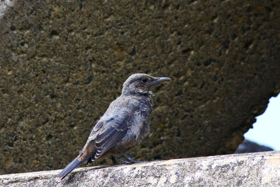 Wave off block little bird method bulbul
