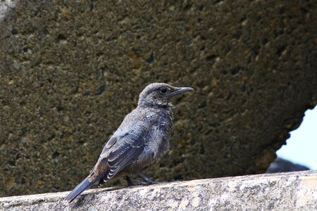 Wave off block little bird method bulbul