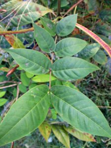 Coffee senna (Senna occidentalis) leaf