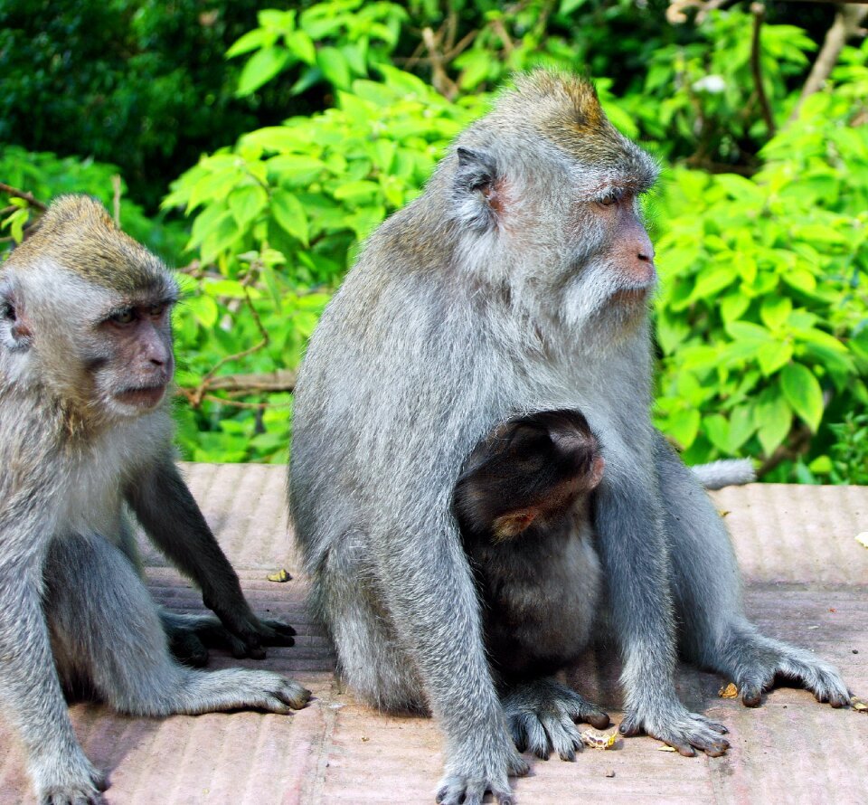 Maternity primate guenon