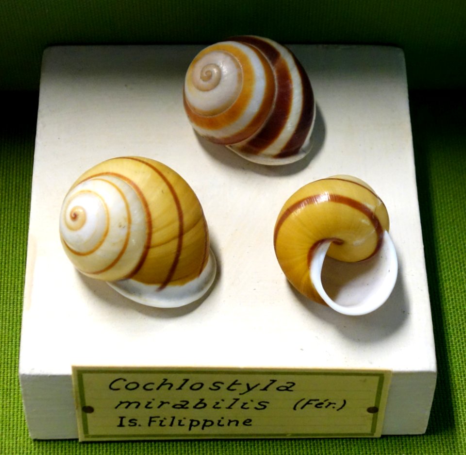 Cochlostyla mirabilis - Museo Civico di Storia Naturale Giacomo Doria - Genoa, Italy - DSC03257