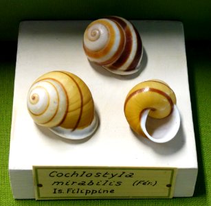 Cochlostyla mirabilis - Museo Civico di Storia Naturale Giacomo Doria - Genoa, Italy - DSC03257