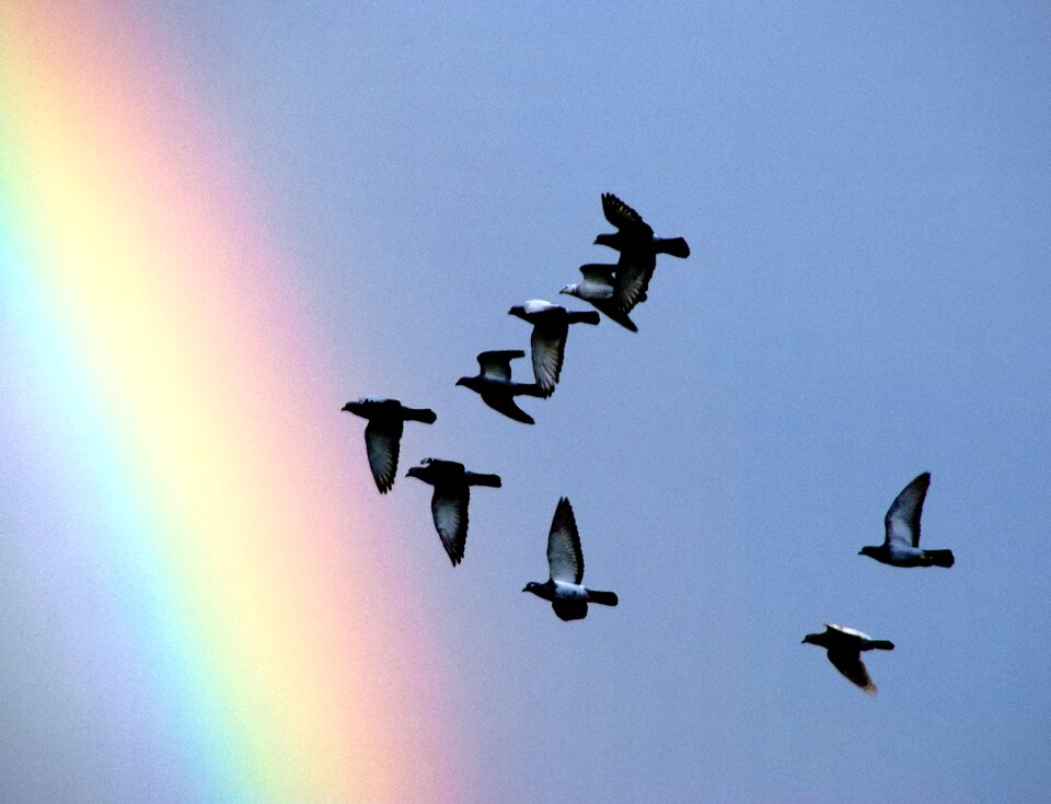 Flight freedom birds