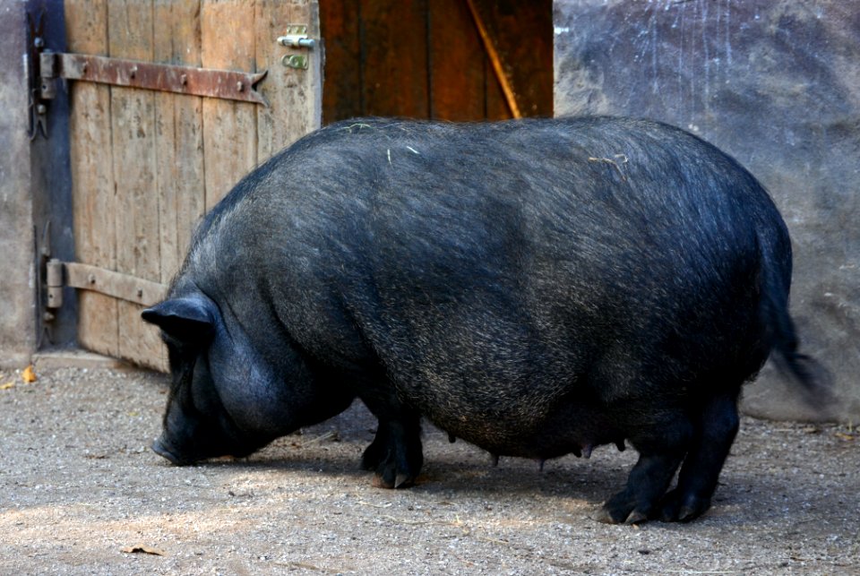 Cochon Göttingen Zoo d'Amneville 28092014 03