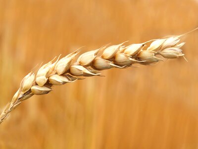 Field cornfield spike