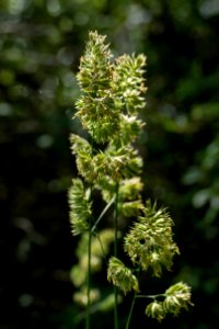 Cock's-foot panicle 2
