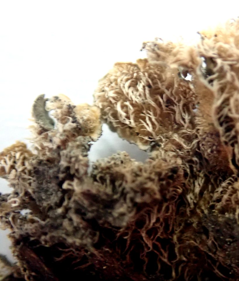 Coccocarpia pellita 60813444