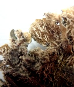 Coccocarpia pellita 60813444
