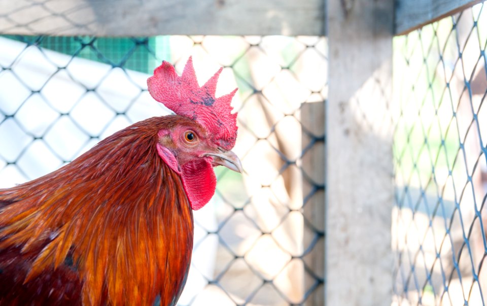 Cock in Margarita Island