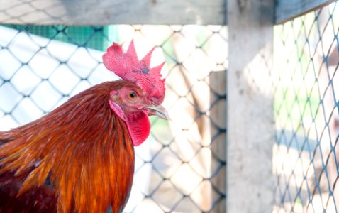 Cock in Margarita Island