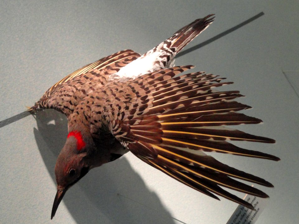 Colaptes auratus - Royal Ontario Museum - DSC00159
