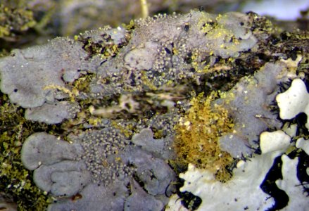 Coccocarpia palmicola 94109512