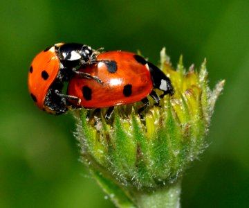 Coccinella-septempunctata-04-fws