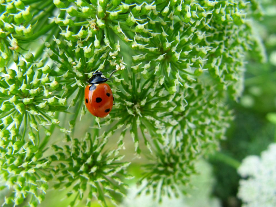 Coccinelle sur une fleur 