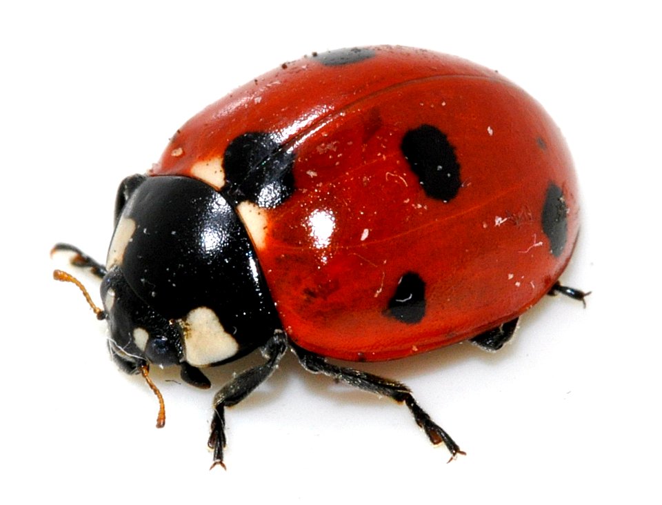 Coccinella-septempunctata-17-fws
