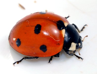 Coccinella-septempunctata-08-fws