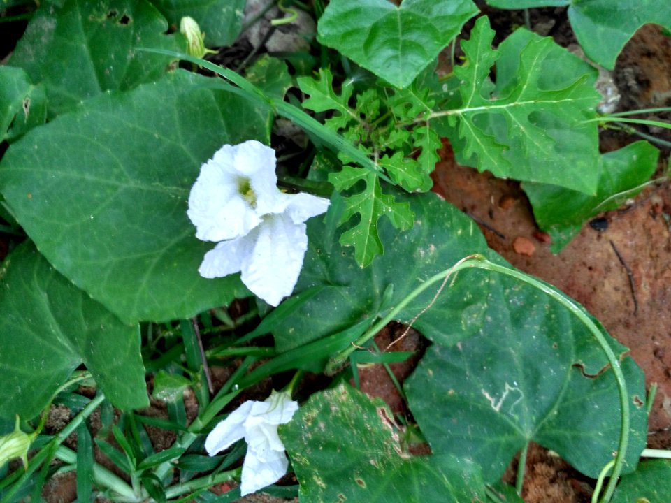 Coccinia Grandis, Dhaka 