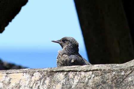 Wave off block little bird method bulbul