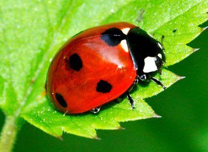 Coccinella-septempunctata-06-fws