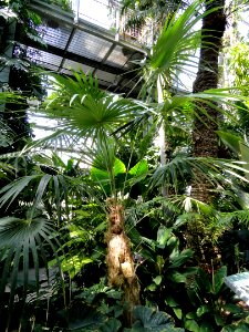 Coccothrinax crinita - United States Botanic Garden - DSC09626 photo