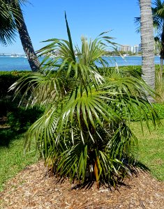 Coccothrinax argentata - Marie Selby Botanical Gardens - Sarasota, Florida - DSC01560 photo