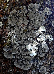 Coccocarpia palmicola 12668815