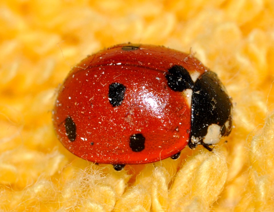 Coccinella-septempunctata-07-fws