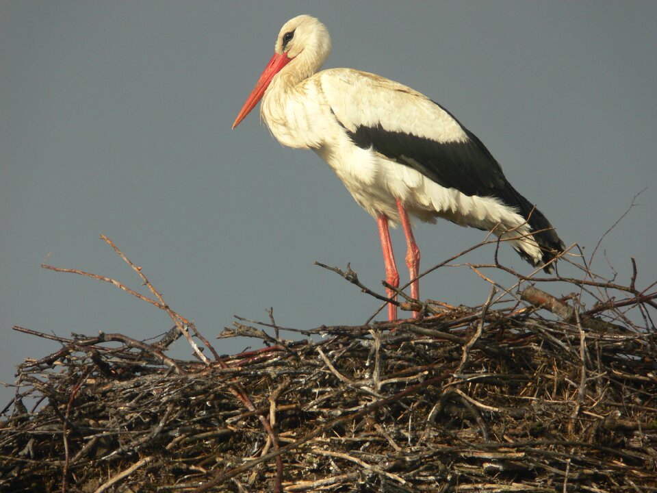 Bird wild sky