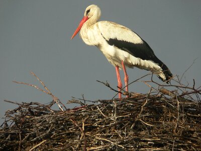 Bird wild sky