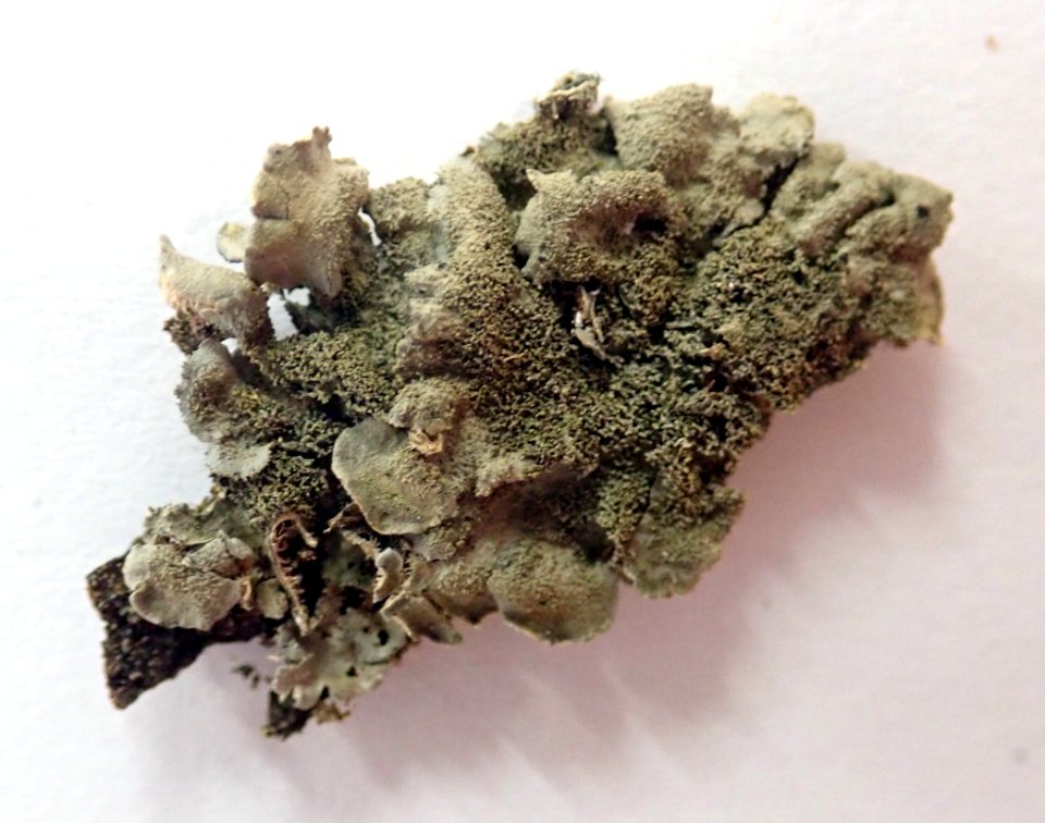 Coccocarpia pellita 60813362