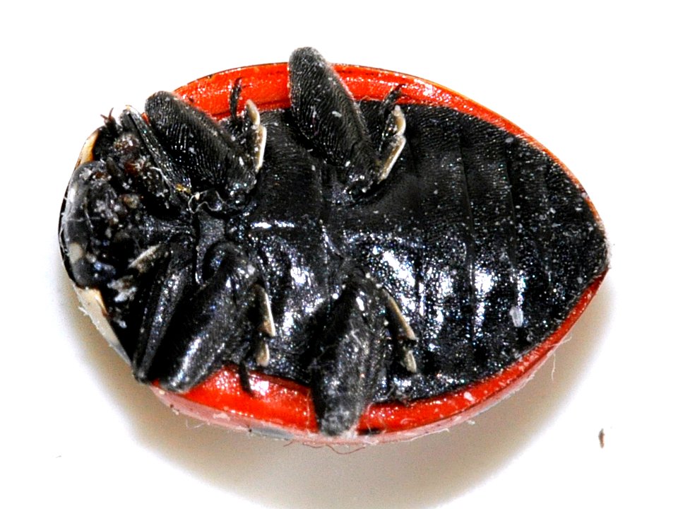 Coccinella-septempunctata-18-fws