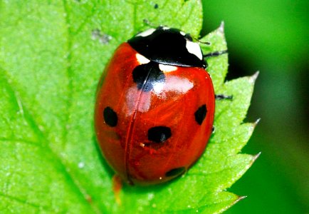 Coccinella-septempunctata-05-fws