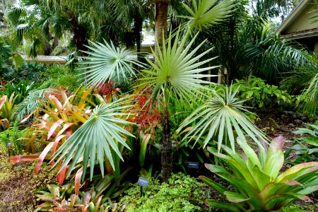Coccothrinax miraguama - McKee Botanical Garden - Vero Beach, Florida - DSC02938 photo
