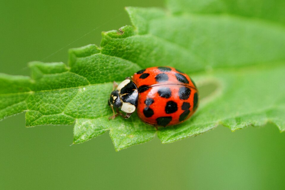Macro beetle ladybug leaf