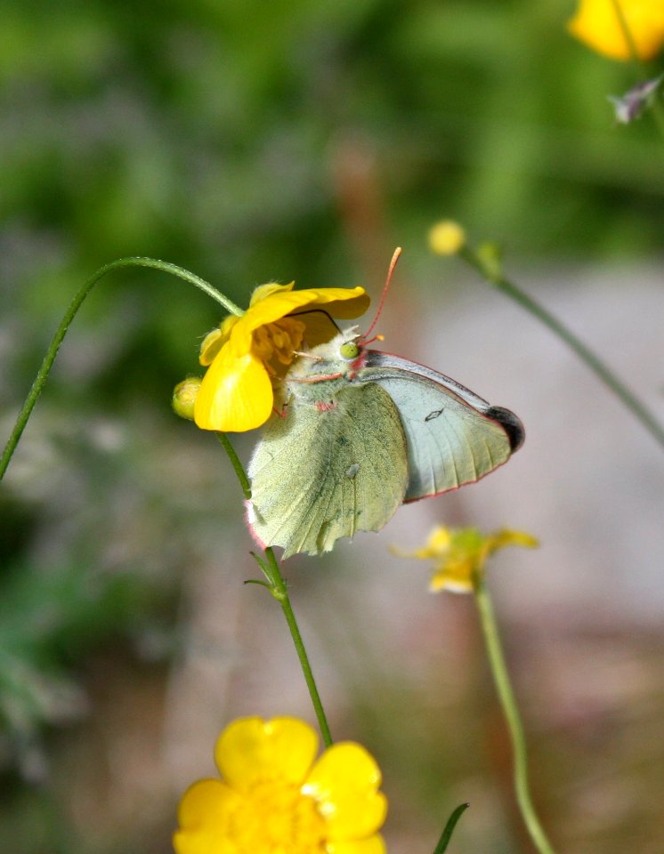 Colias Palaeno Simo 20110627