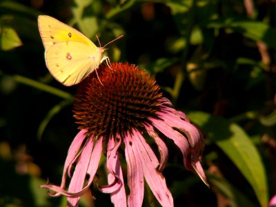 Colias philodice on Echinacea purpurea, 2015-08-05, Kane Woods, 05