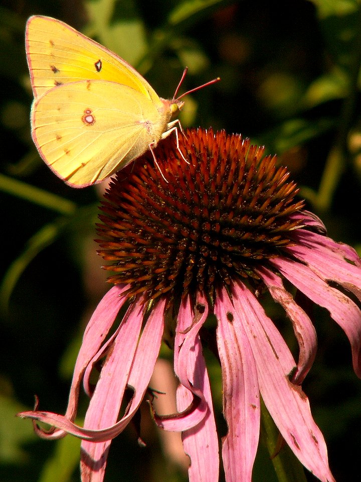 Colias philodice on Echinacea purpurea, 2015-08-05, Kane Woods, 04